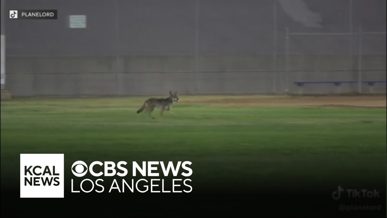 Coyote attacks young boy at softball tournament in Carson