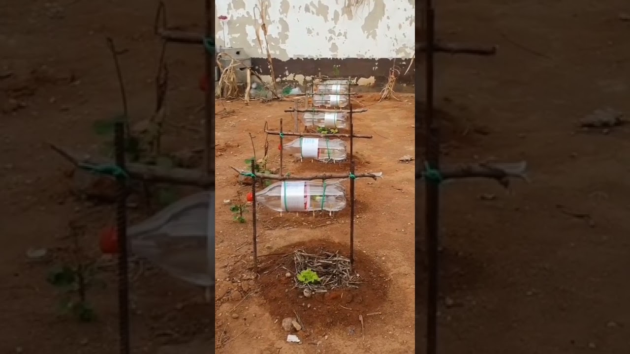 id&eacute;ias da ro&ccedil;a #Short