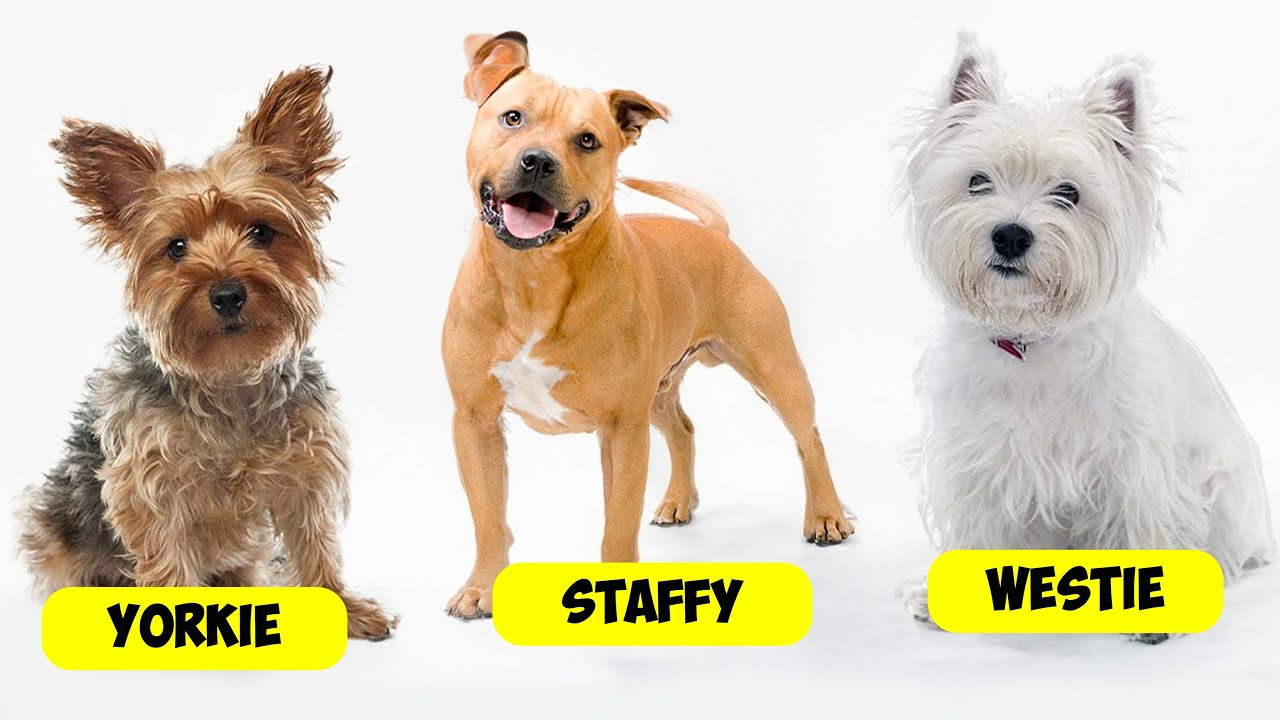 TERRIER TYPES - 36 TYPES OF TERRIERS
