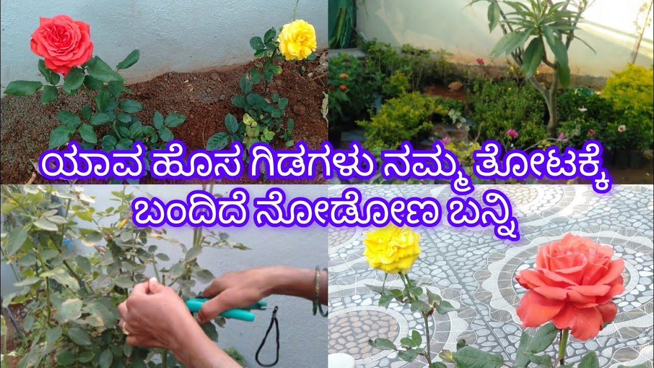 ಯಾವ colour hosa ಗಿಡಗಳು ನಮ್ಮ ತೋಟಕ್ಕೆ ಬಂದಿದೆ ನೋಡೋಣ ಬನ್ನಿ ಹಾಗೆ ಗುಲಾಬಿ ಗಿಡದ pruning #youtubeshorts