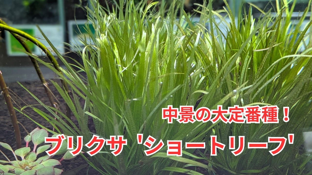 ネイチャーアクアリウム的中景の大定番「ブリクサ  'ショートリーフ'」をご紹介！