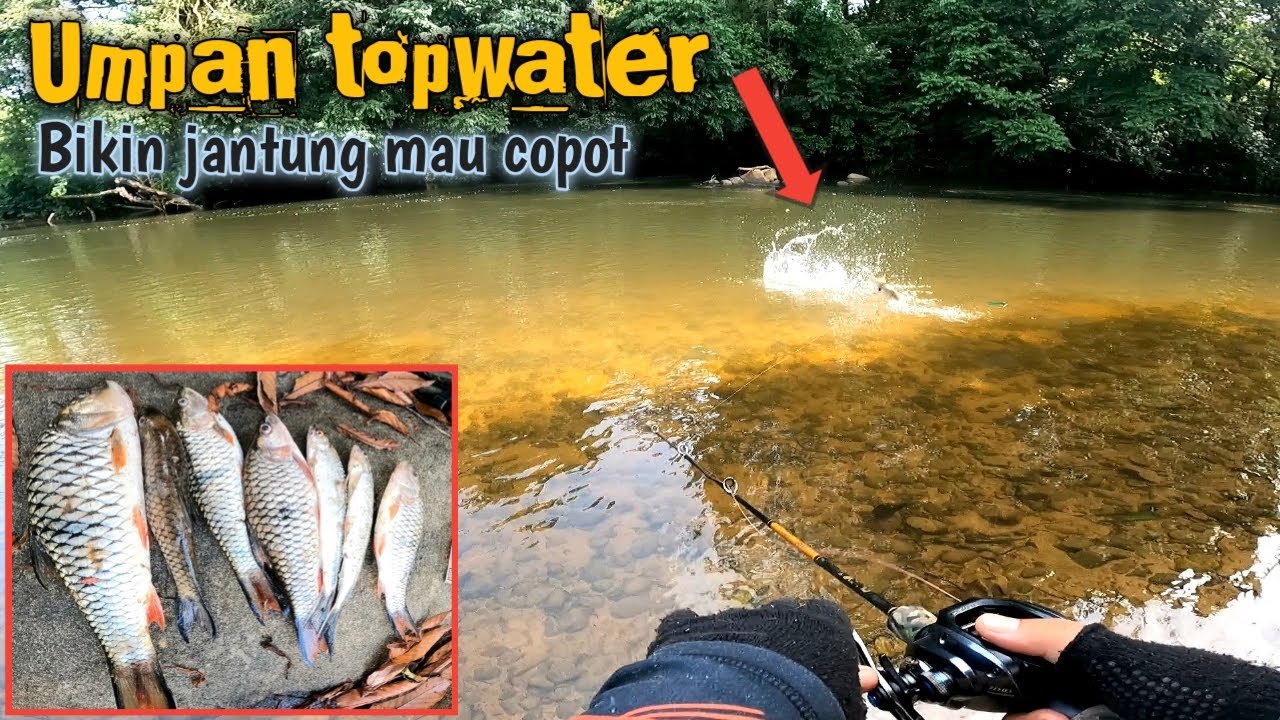 BIKIN KETAGIHAN ‼️ CASTING HAMPALA PAKAI UMPAN TOPWATER
