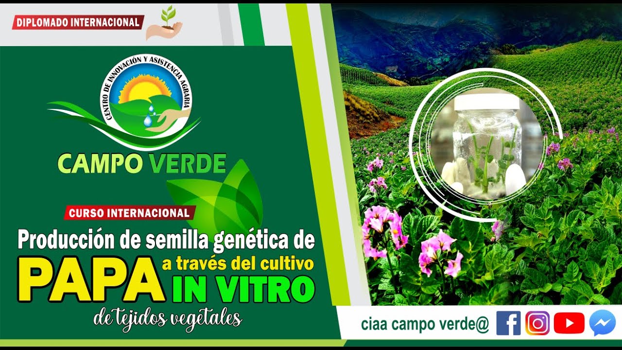 ✅PRODUCCIÓN DE SEMILLA GENETICA DE PAPA A TRAVÉS DEL CULTIVO IN VITRO DE TEJIDOS VEGETALES