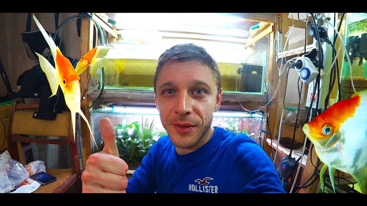 СКАЛЯРИЯ КРАСНАЯ ШАПОЧКА!! РАЗВЕДЕНИЕ АКВАРИУМНЫХ РЫБОК!!!