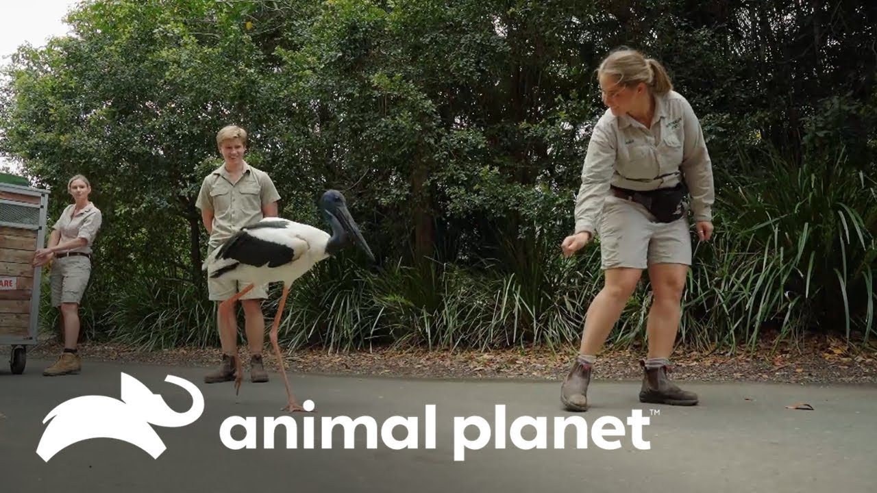 El complicado entrenamiento para el espectáculo de un jabirú | Los Irwin | Animal Planet