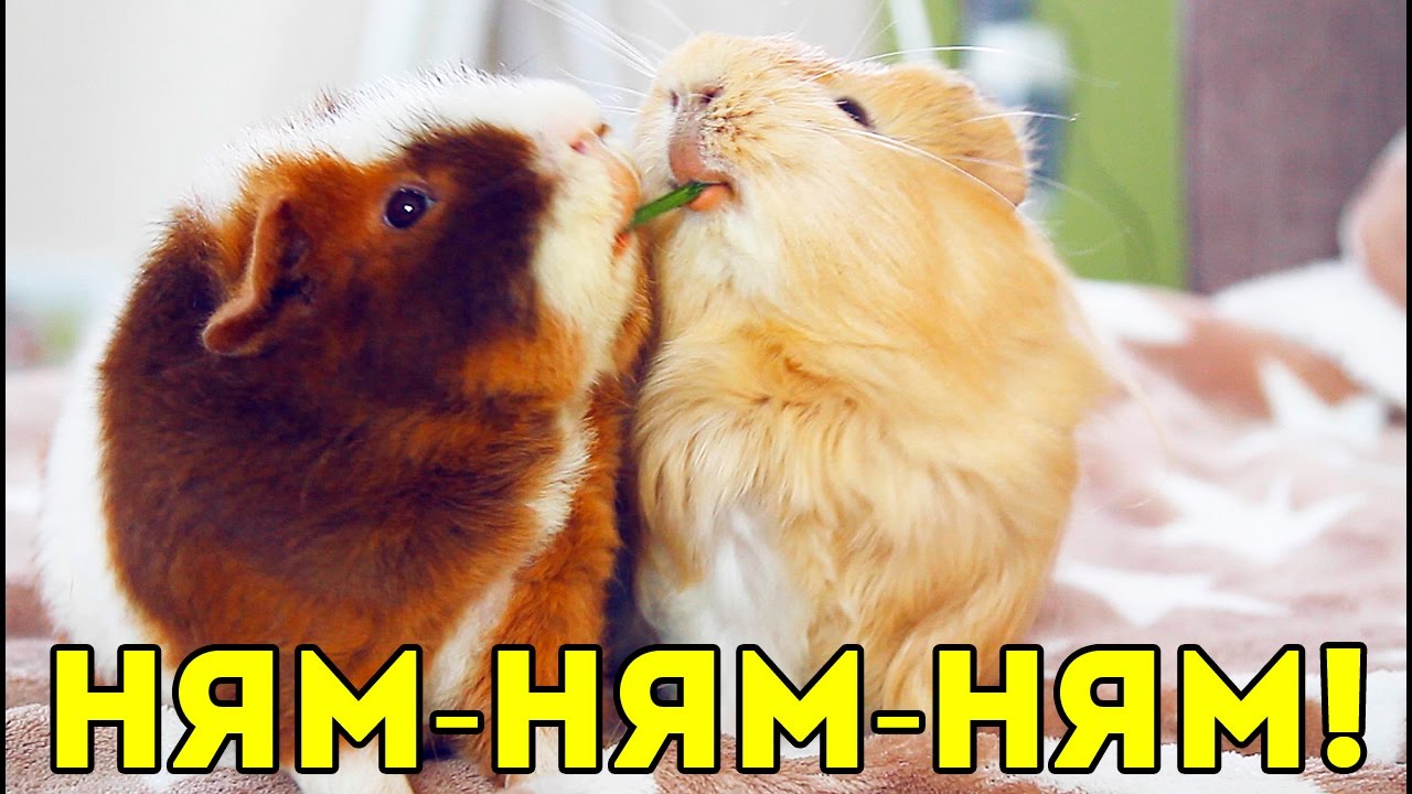 Морские свинки едят петрушку! НЯМ-НЯМ-НЯМ! / SvinkiShow