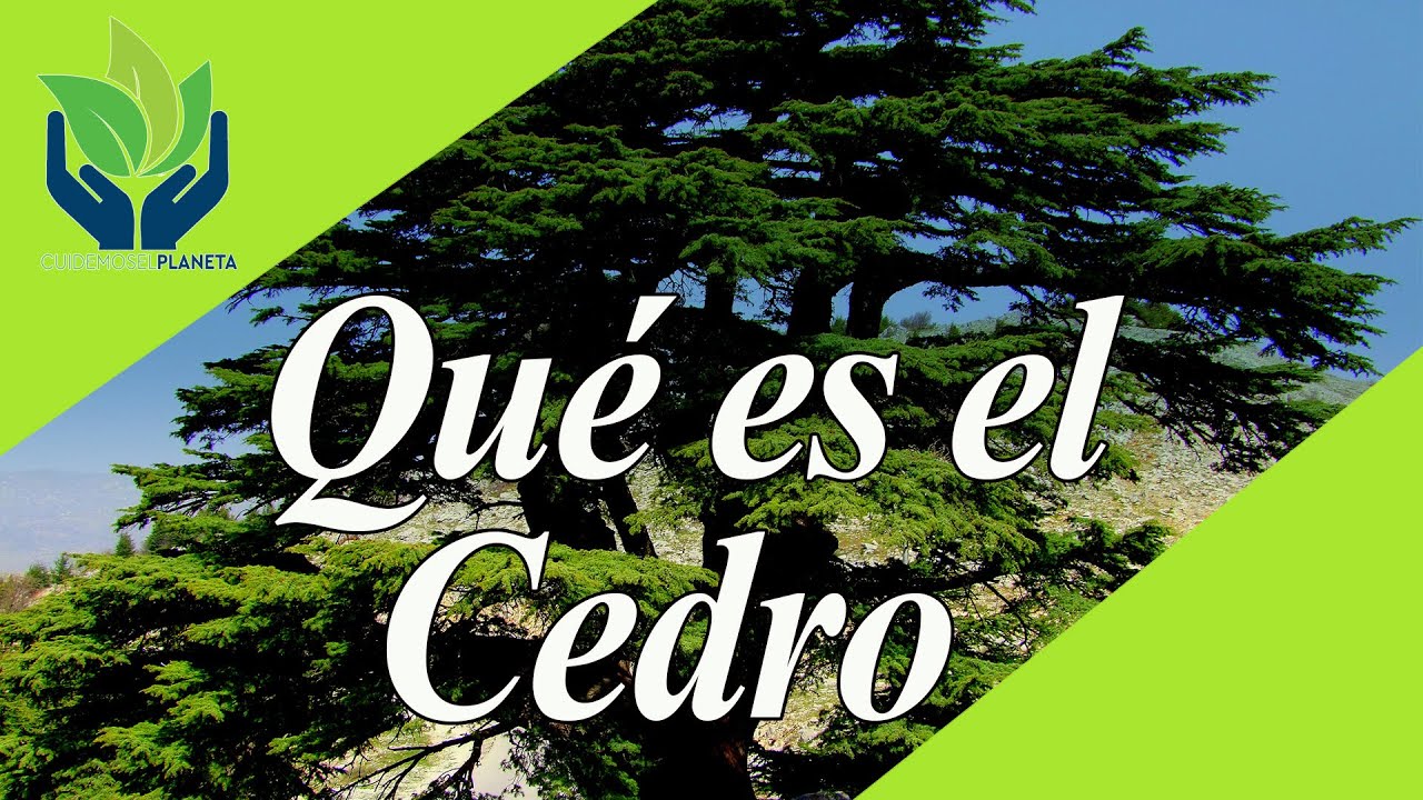 Cedro: todo sobre este increíble árbol