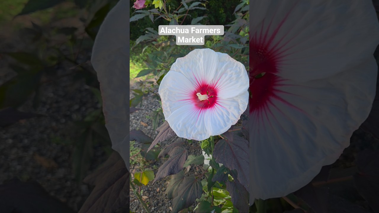 Alachua County Farmers Market 