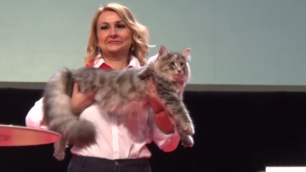 FIFe World Cat Show 2023 Strasbourg 5 Category 2