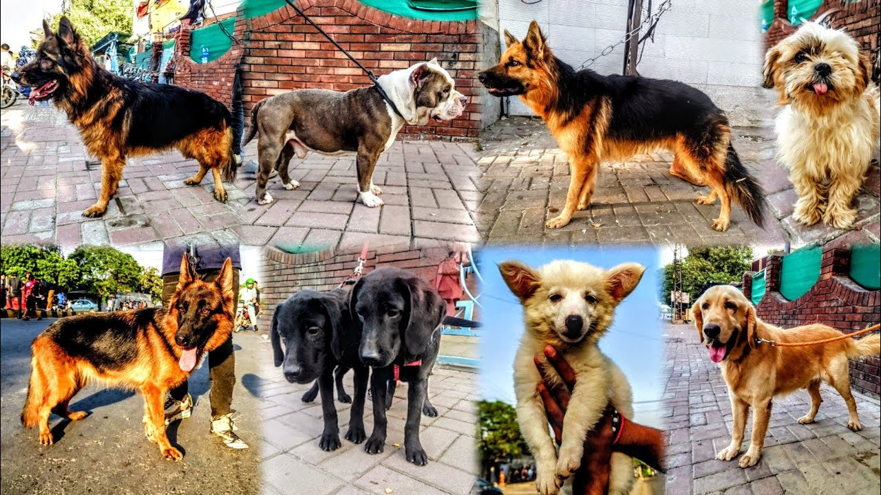 Lahore میں Dogs 🐕 Ki Mandi 12 October 2025 | Tollinton Market Lahore | Exploring with YASIR