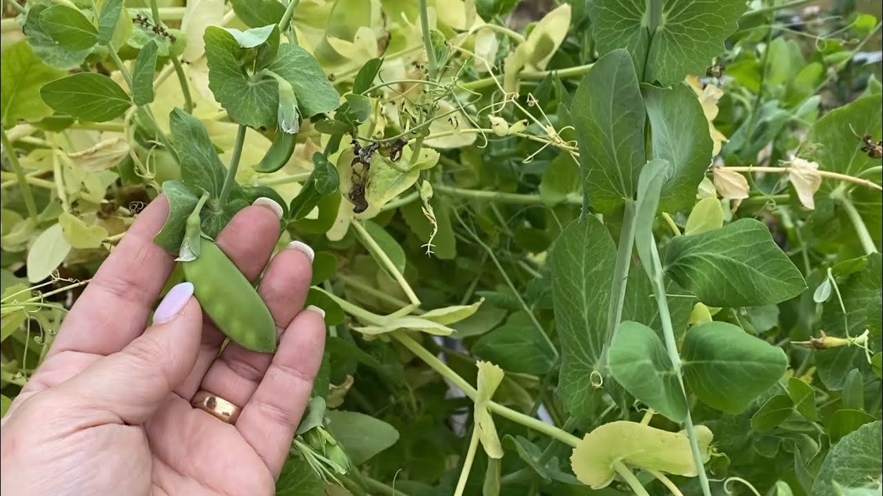 April 2025 Garden Tour