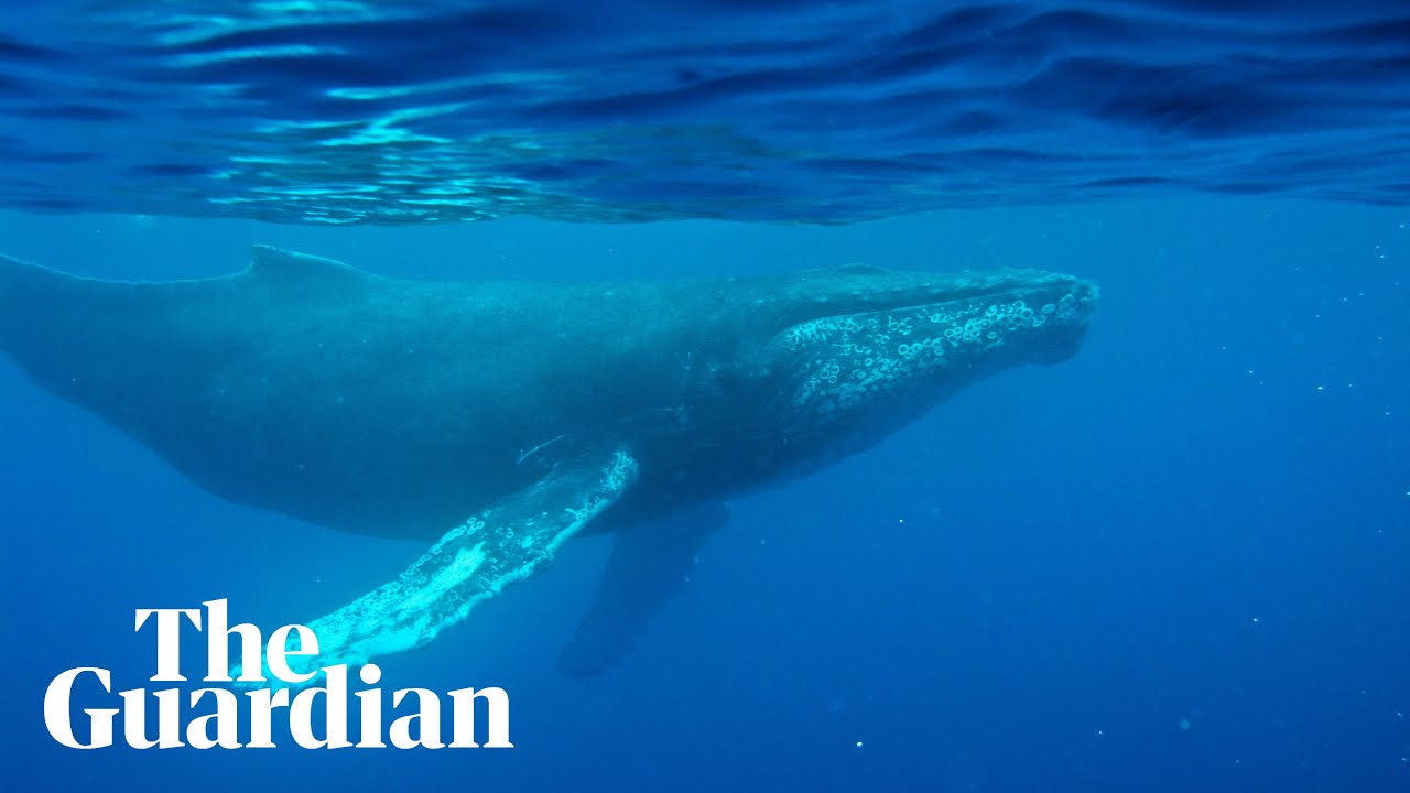 Oldest-known whale song recording from 1949 – audio