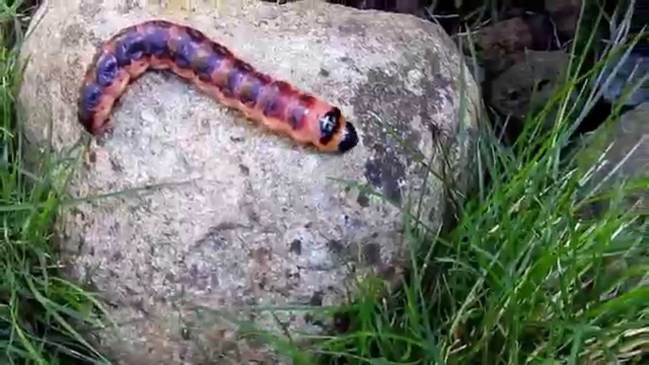 Makro Big caterpillar - Gro&szlig;e Weidenbohrer-Raupe