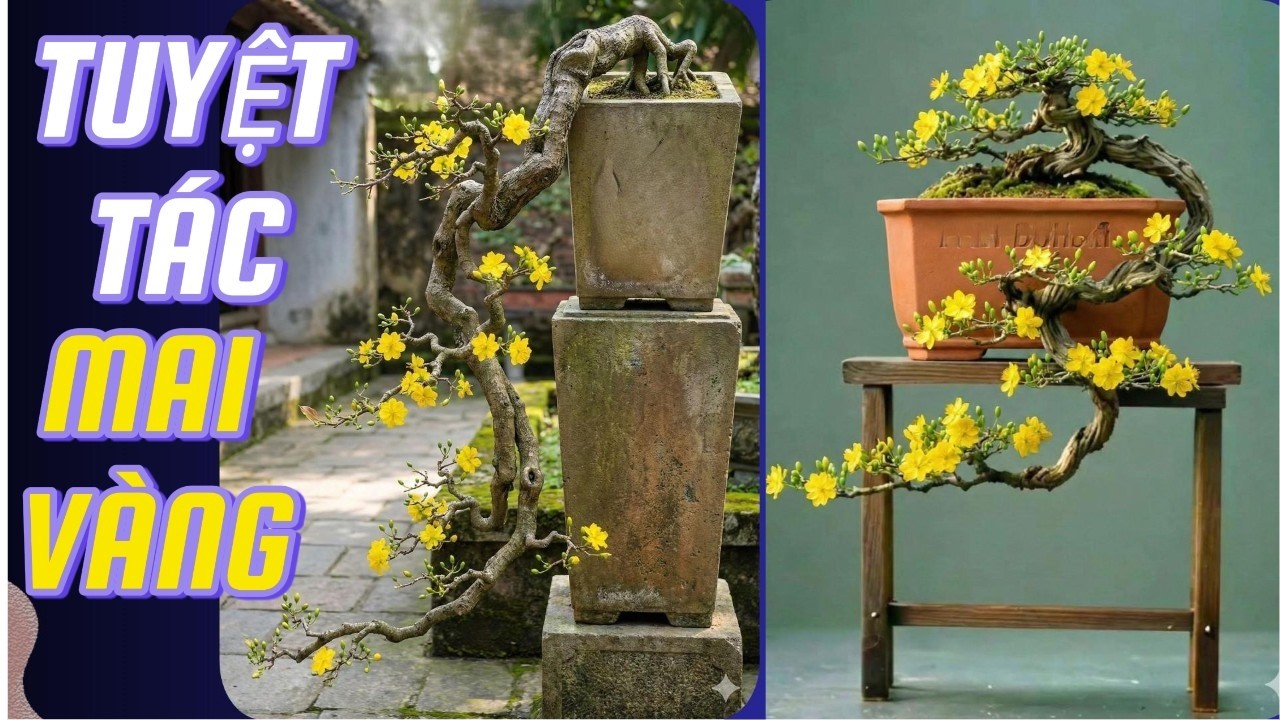Tuyệt T&aacute;c Mai V&agrave;ng Bonsai &ndash; Khi Thời Gian Trở Th&agrave;nh Nghệ Thuật#bonsai nghệ thuật#bonsai #caycanh