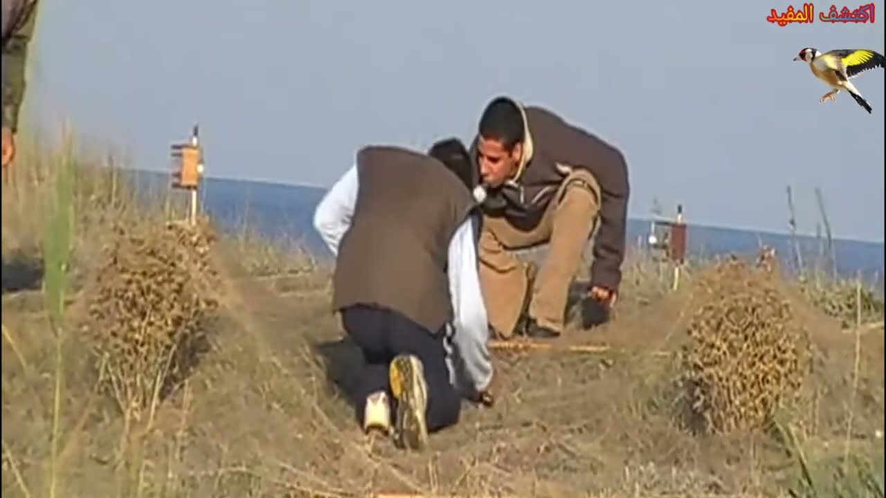 #الحسون #صيد_الحسون في أوروبا أجمل صيد chasse au chardonneret