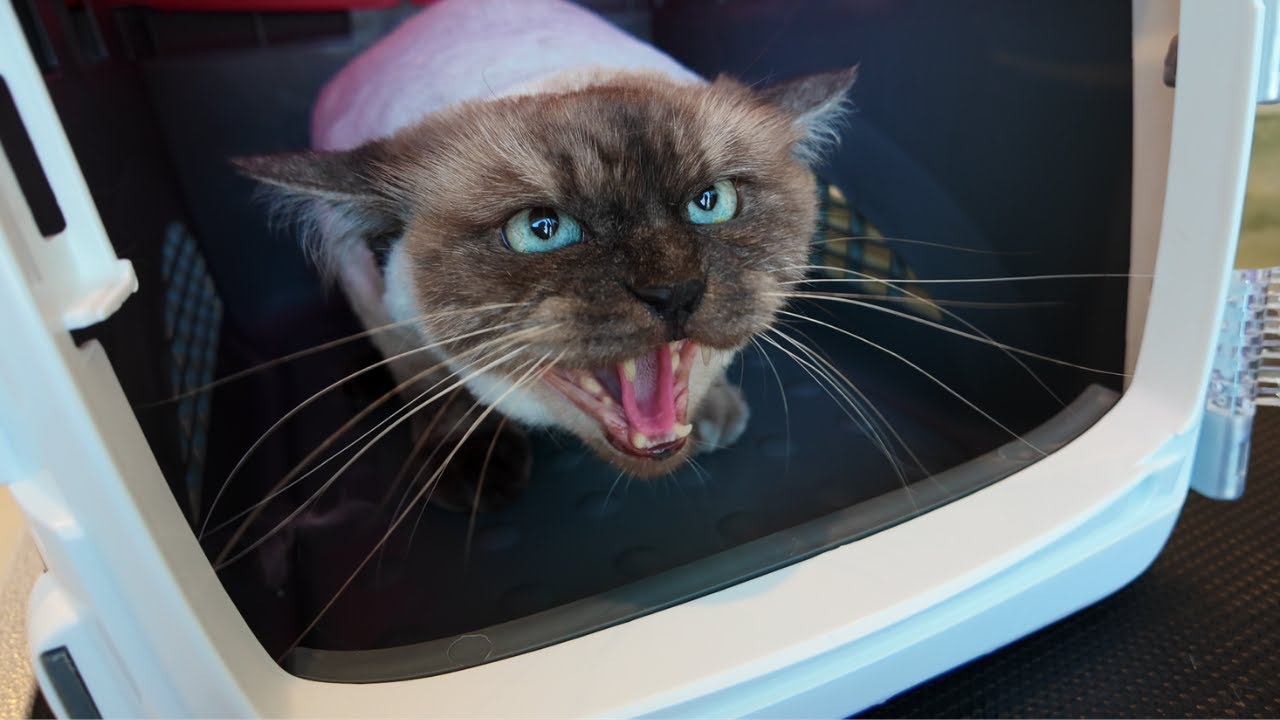 Aggressive Cat Luna Round 2 🙀 Spicy cat alert!
