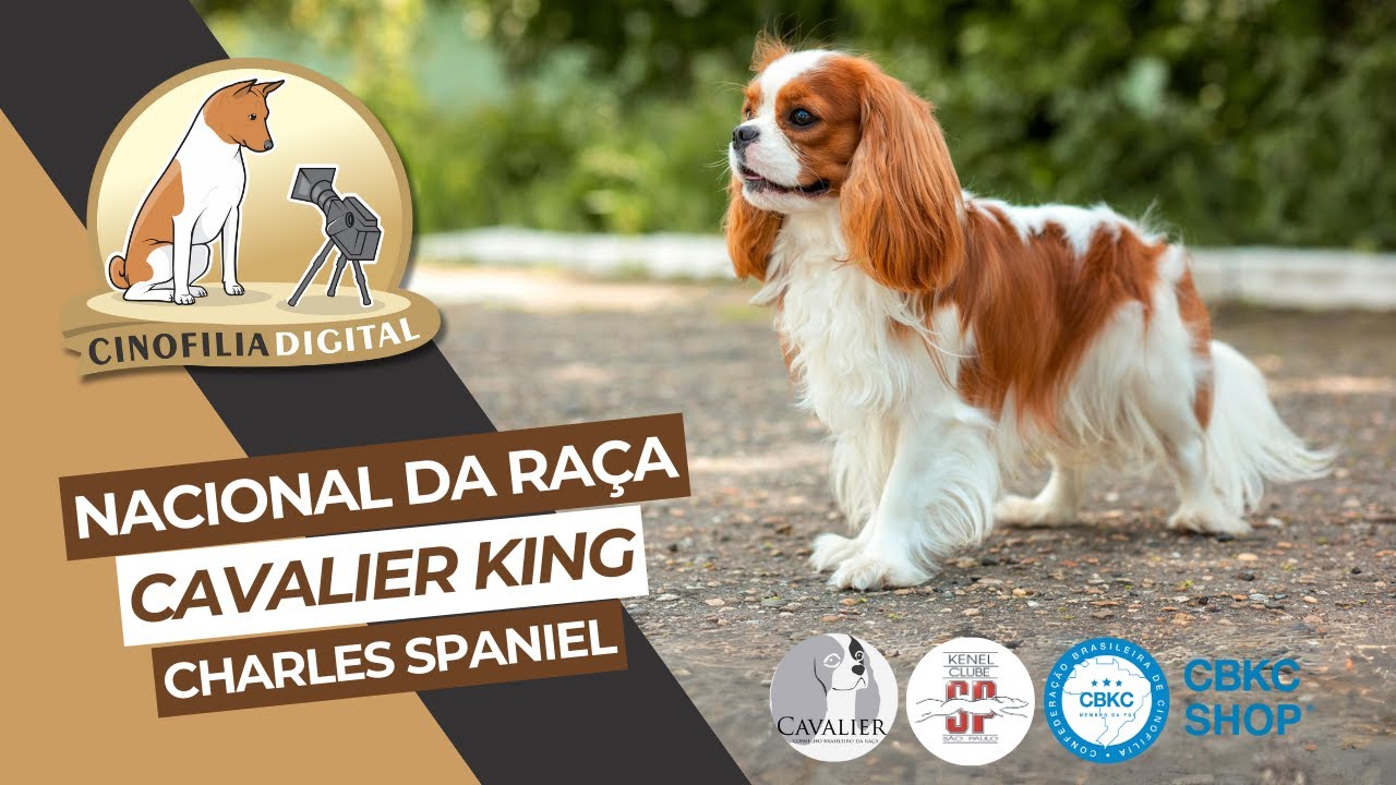 Nacional da raça Cavalier King Charles Spaniel | Clube do Cavalier | Cinofilia Digital