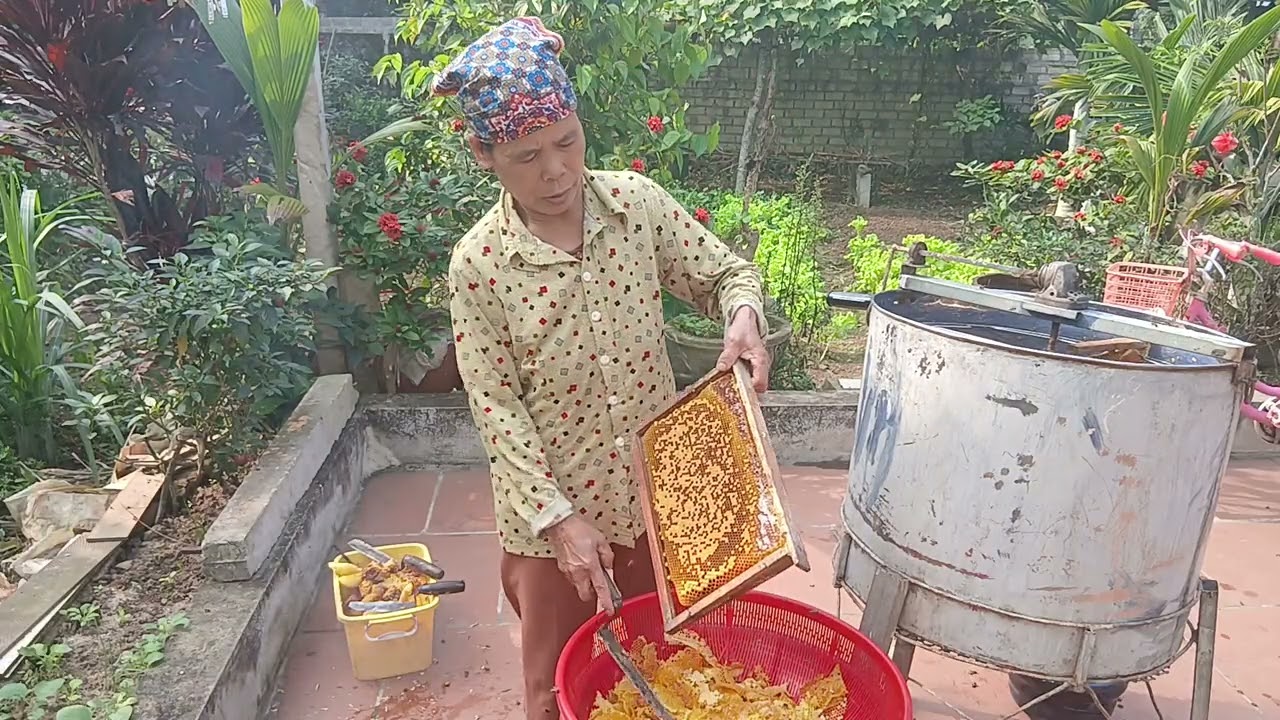 Khai thác mật xuân#matongnguyenchat 