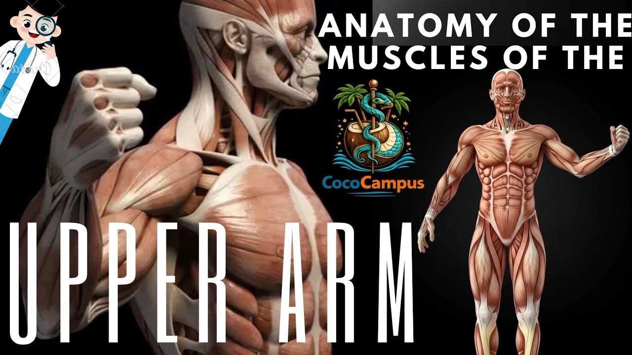 Upper Arm Muscles: Anatomy Made Simple | Clinical Significance 