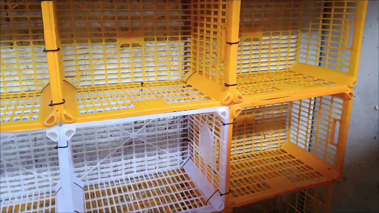 DIY Fruit basket to Box Perch of Pigeons 🐦#kalapatidsph #pigeonracing #viral #pigeon #subscribe 