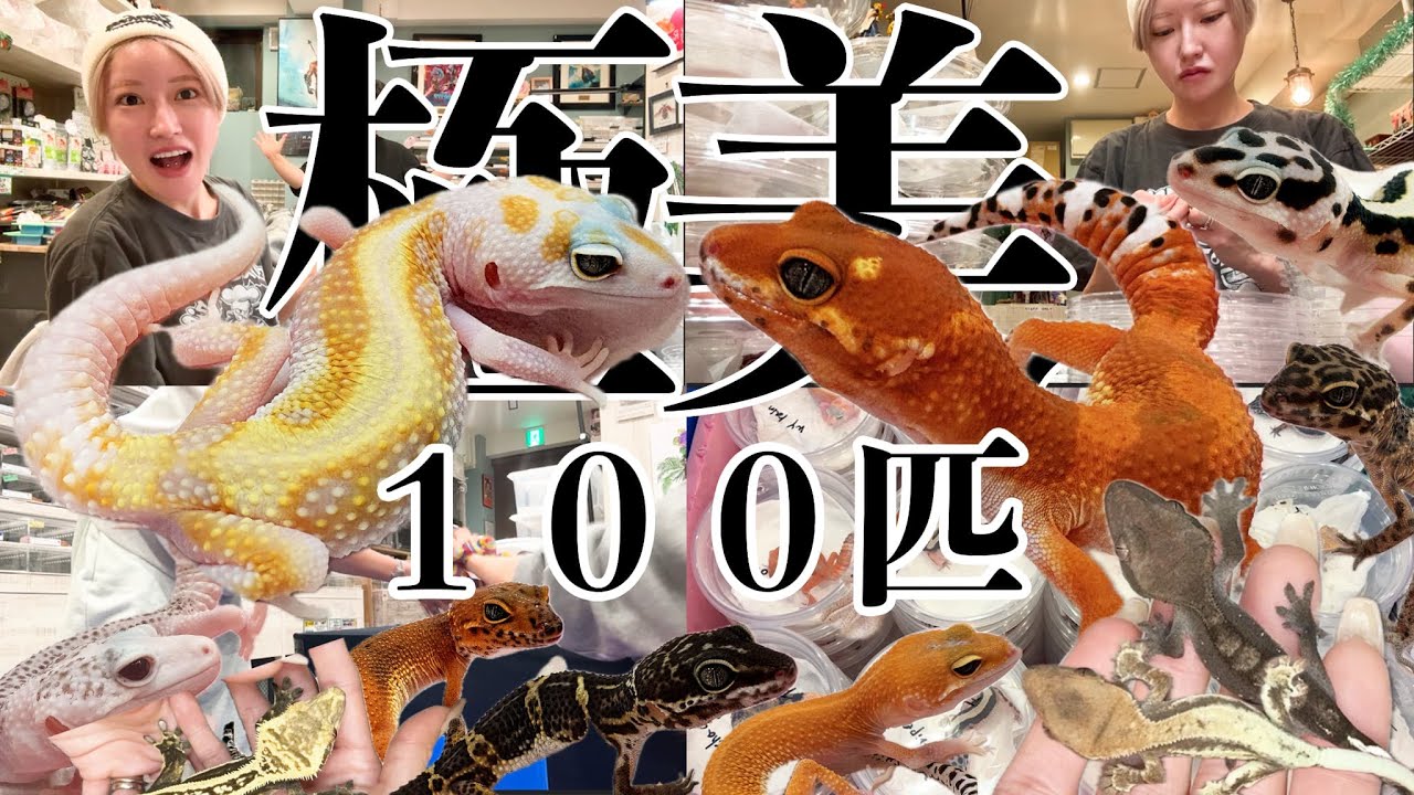 【2026年初】輸入に密着！イチオシはこの子だ！