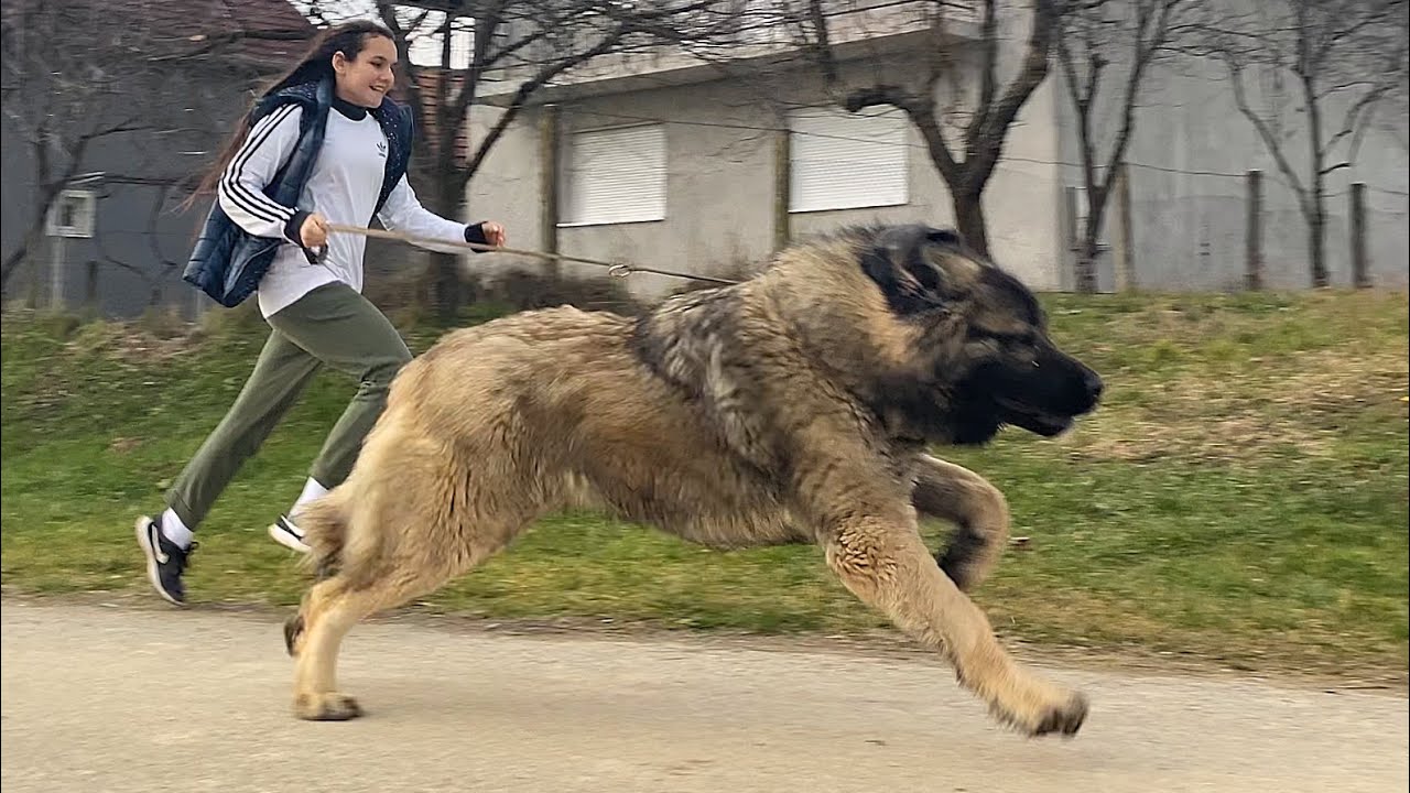 SHE COULDN'T STOP THE BIG DOG   😱