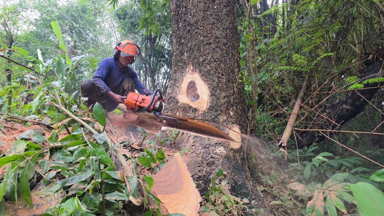 Tebang 2 pohon trembesi dekat pemukiman!