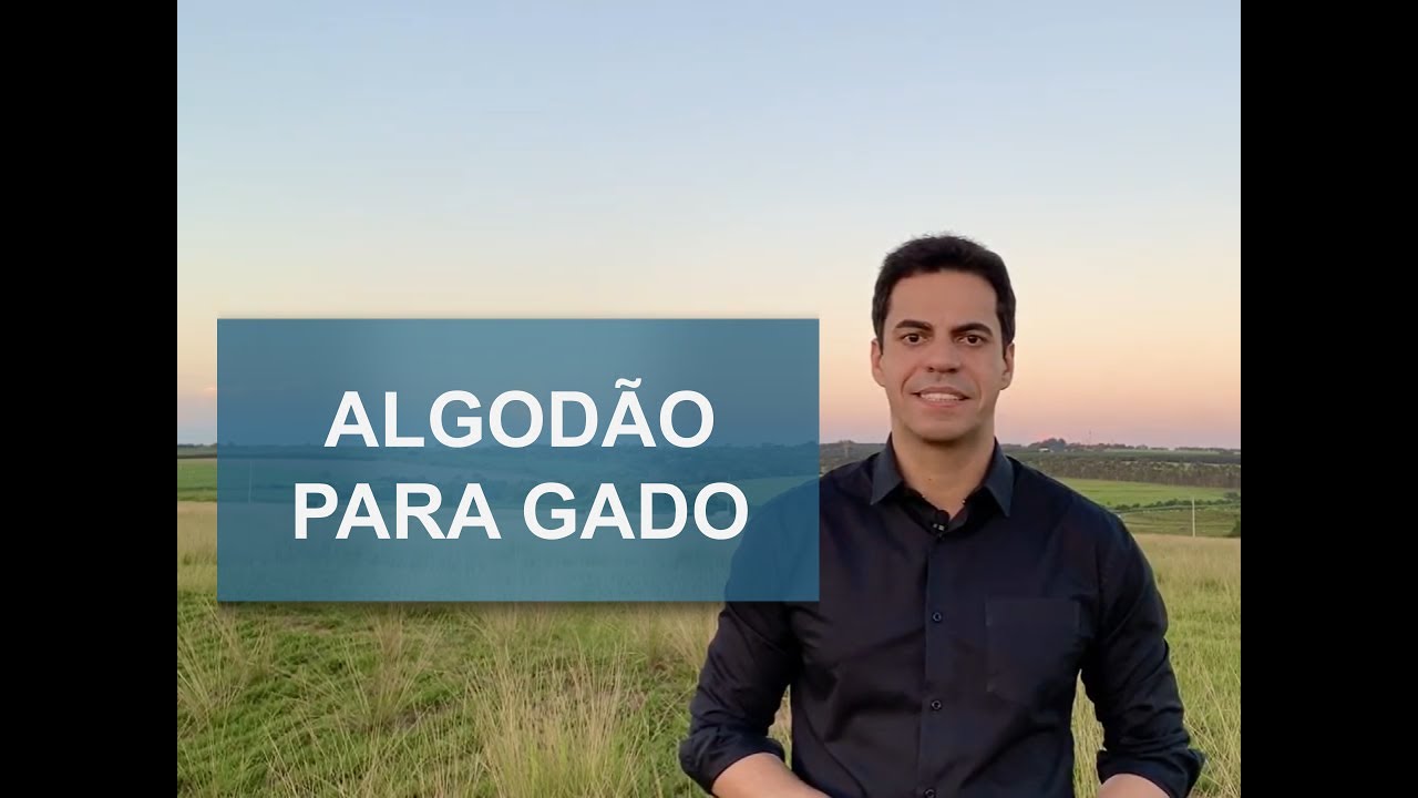 RESÍDUOS DE ALGODÃO PARA GADO