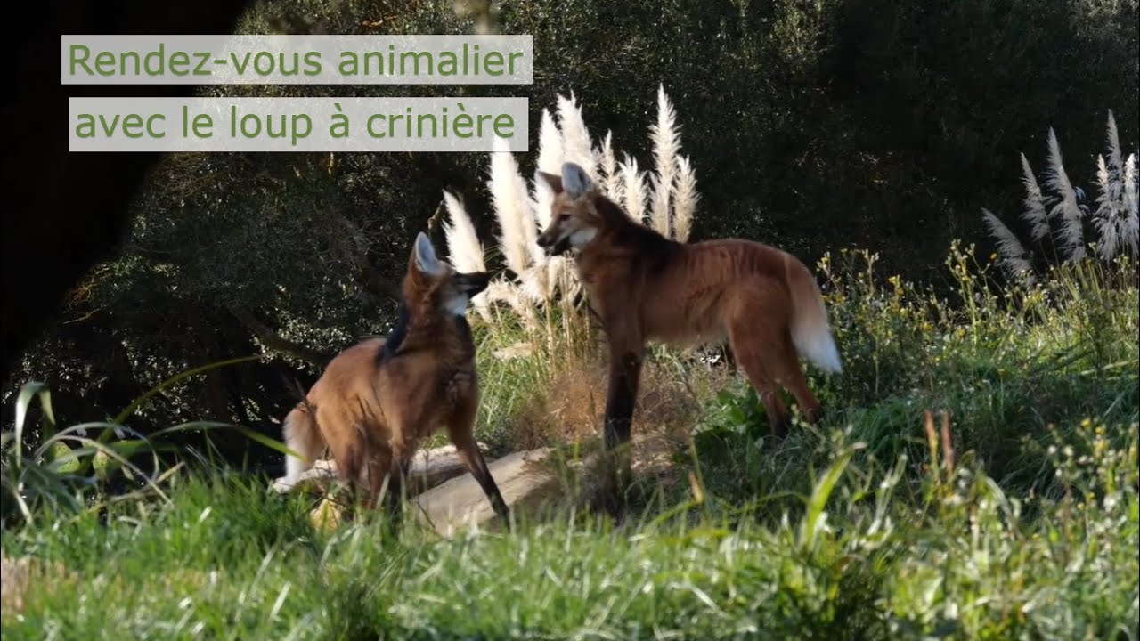 Rendez-vous animalier avec les loups à crinière