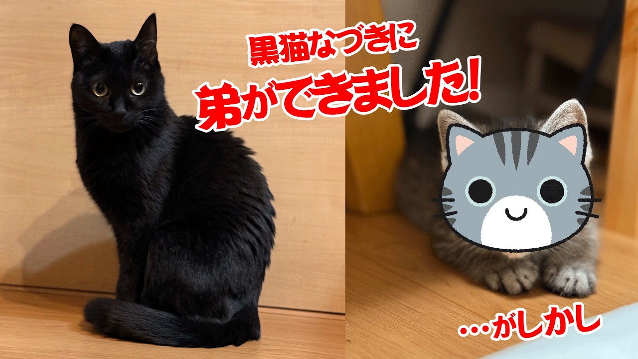 【運命】なづきに待望の弟ができた！突然訪れたお迎えの日に大騒ぎ　しかしそこには思わぬ試練が…