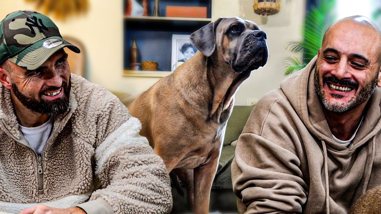 Cane Corso : zéro droit à l'erreur ? 🤔