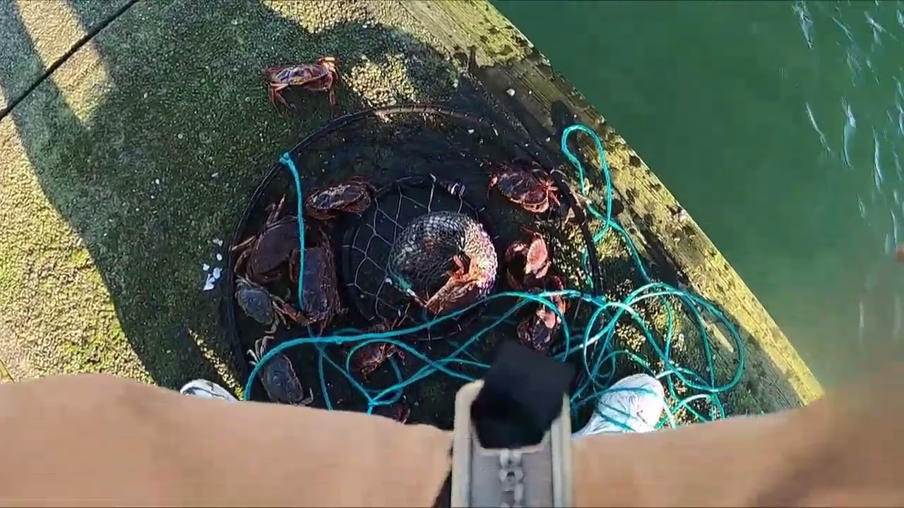 Crabbing For Red Rock Crab In The Westport Marina