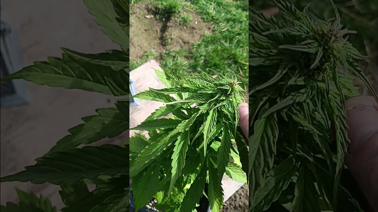 Blue dream 123 fat buds