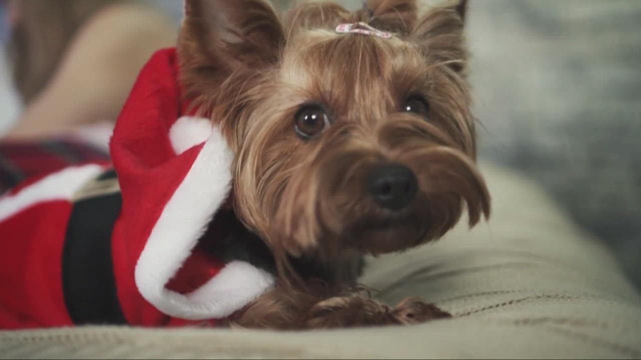 How to help calm your dog during holiday party stress