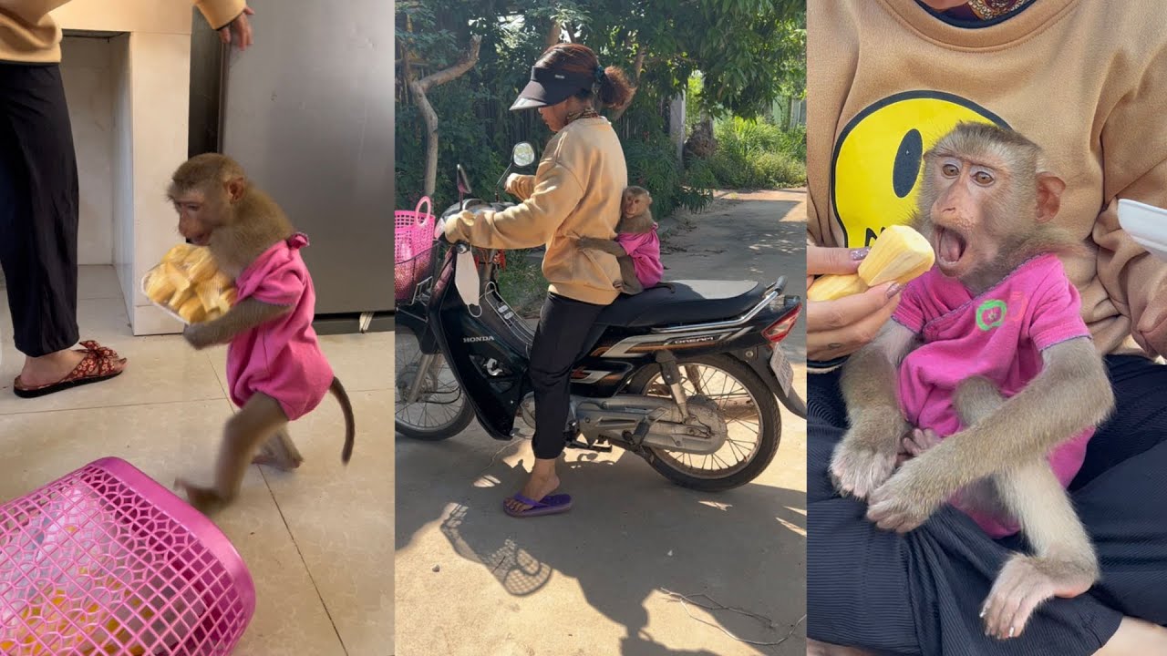 Little Trip With Yummy Snack. Monkey Jessi