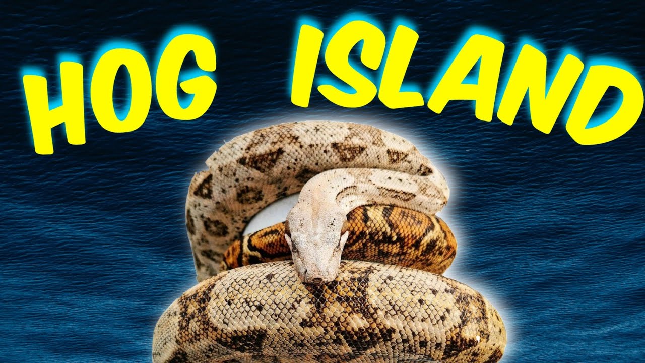 Boa Constrictor Morph Guide (HOG ISLAND BOAS)