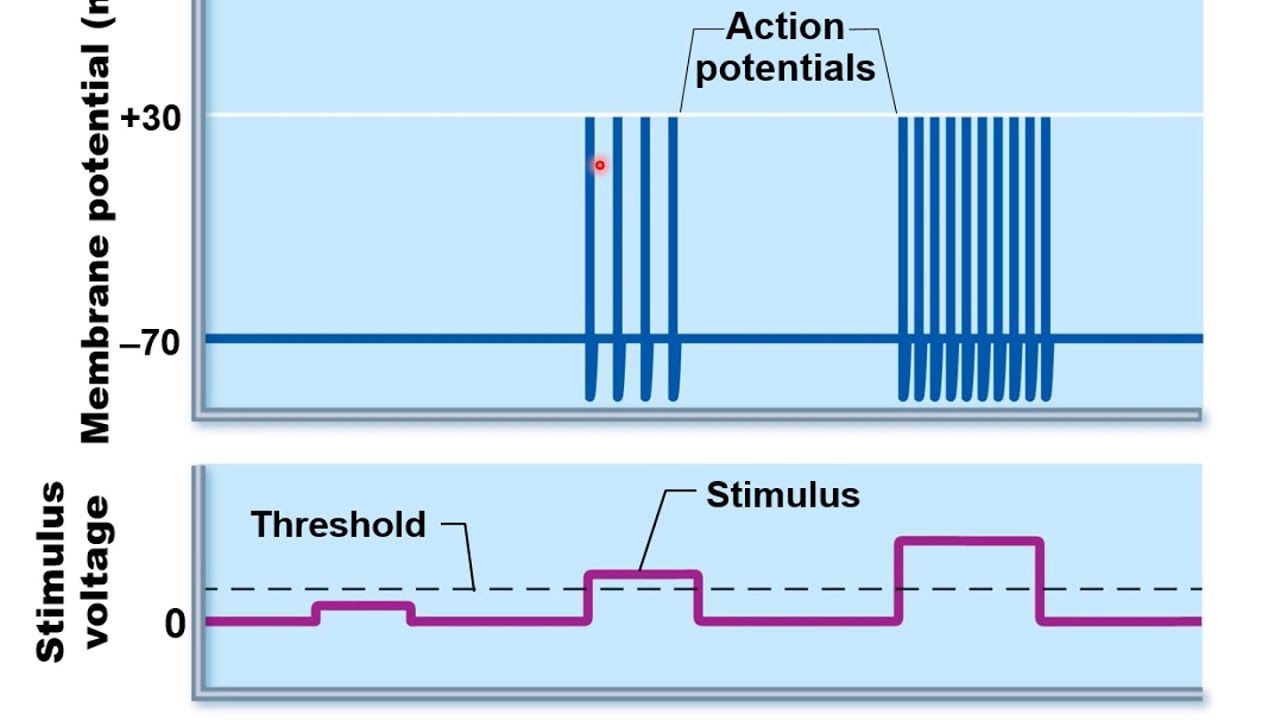Chapter 12H - Nervous System   Coding for Stimulus Intensity