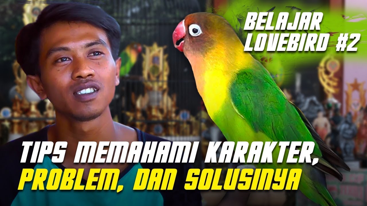 BELAJAR LOVEBIRD #2 : Tips Memahami Karakter, Problem, dan Solusi Lovebird