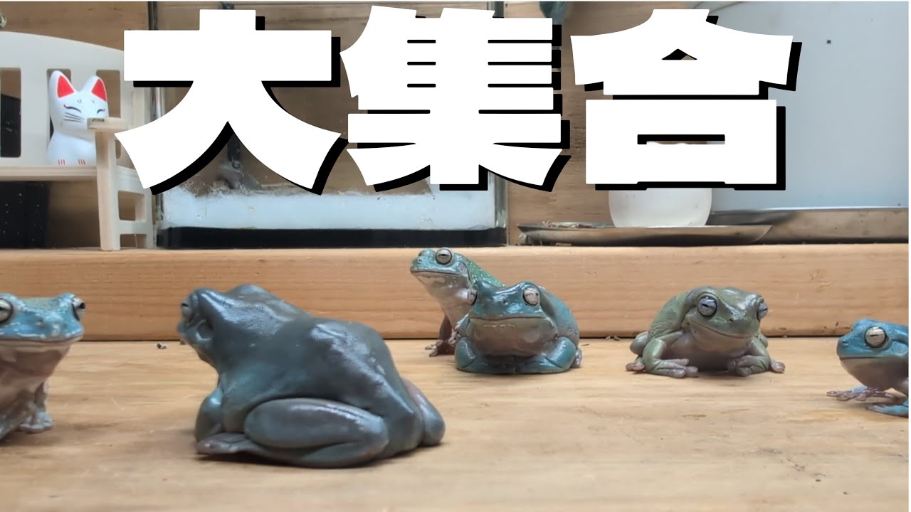 イエアメガエルを集めてエサをあげたら情報量が多かった