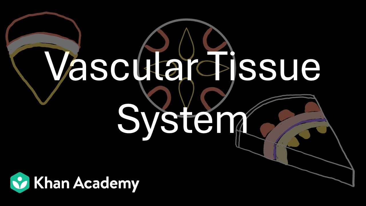 Vascular tissue system | Anatomy of flowering plants | Grade 11 | Biology | Khan Academy