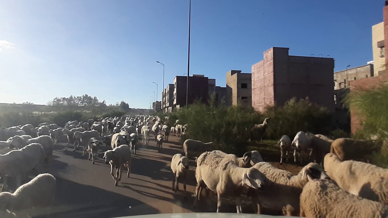Alliance Mehdia, blocage de circulation d'un troupeau de moutons المهدية أليانس، قطع طريق بقطيع غنم