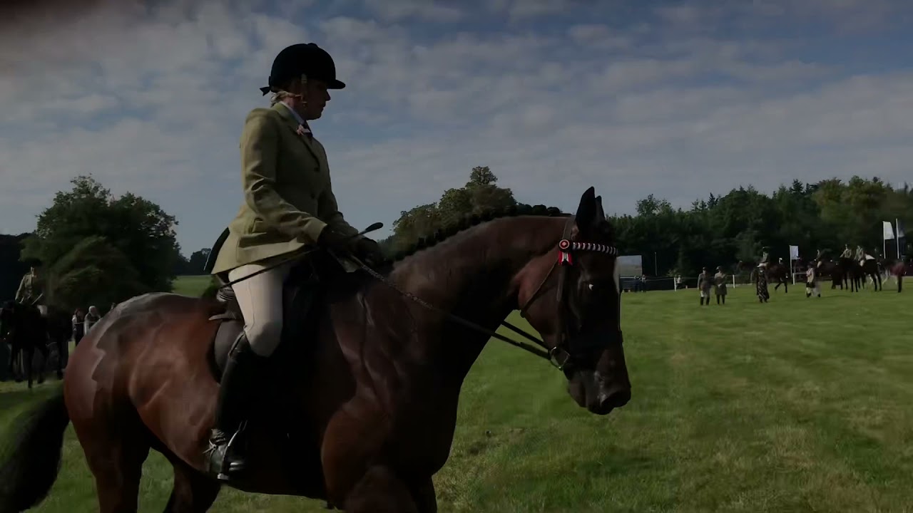 Arogo, RoR amateur ridden showing, Blenheim International 16th September 2021