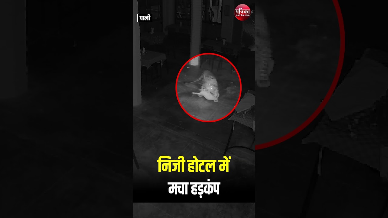 Panther Live : पाली के सादड़ी कस्बे में पैंथर की दस्तक | Rajasthan News | Pali News