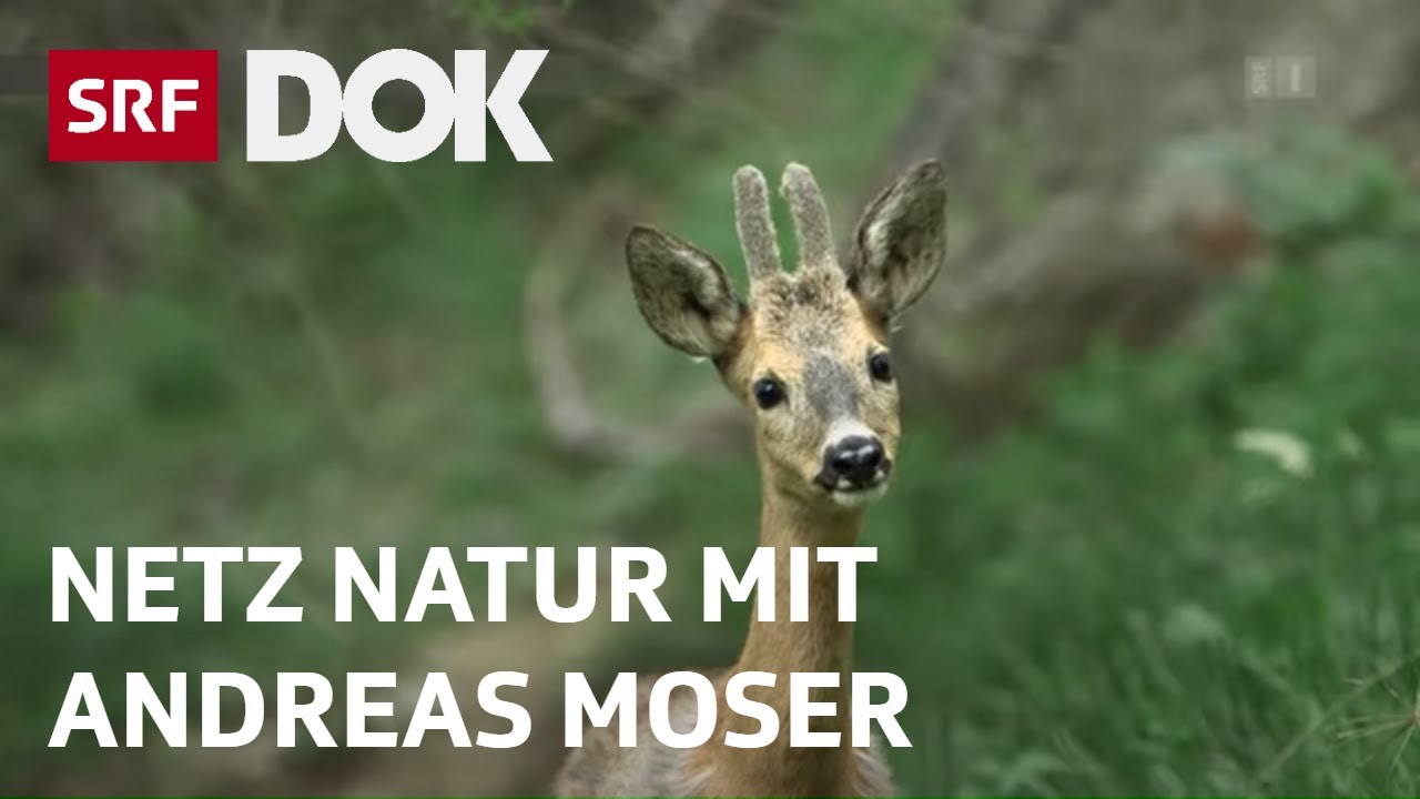 Magische Momente aus 30 Jahren NETZ NATUR mit Andreas Moser | DOK | SRF Wissen