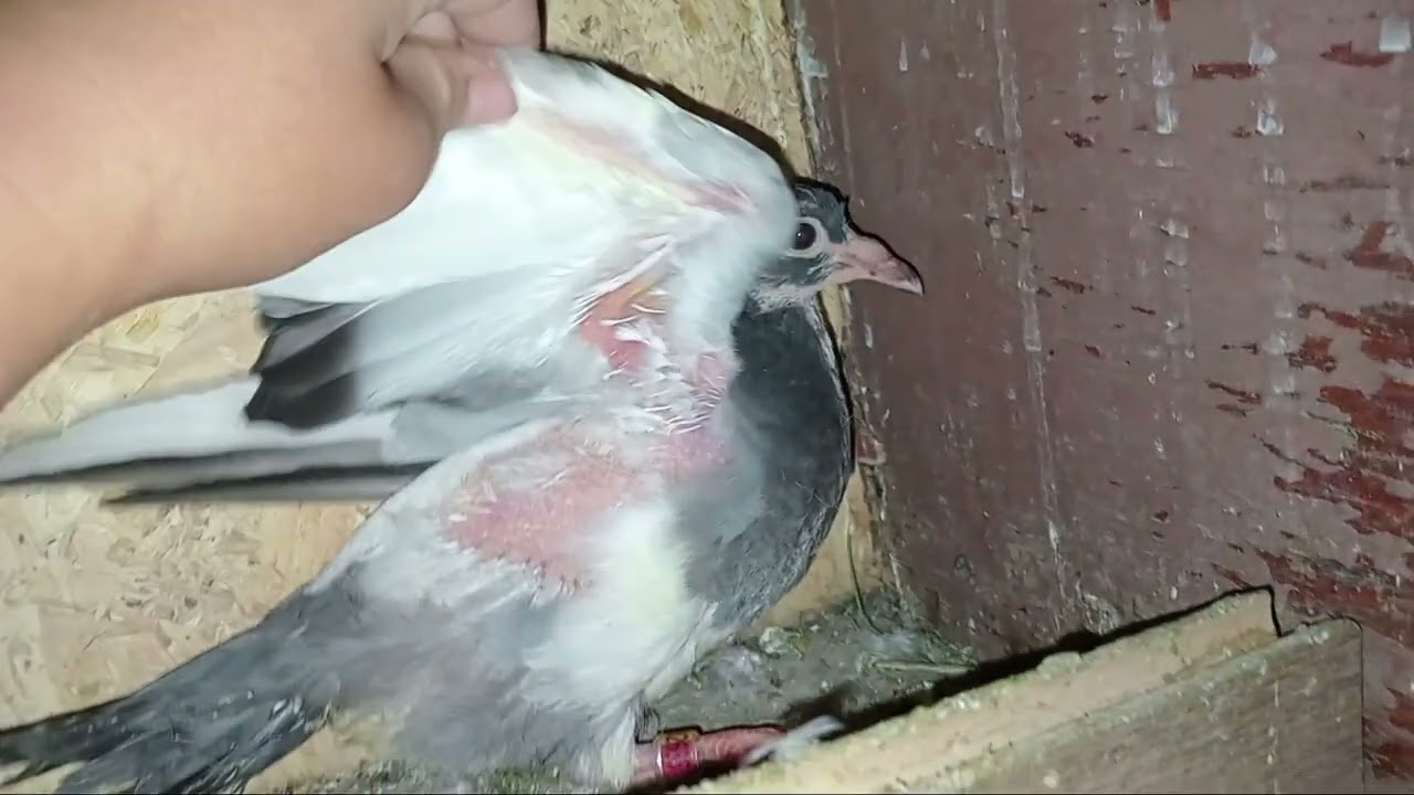 Video special la porumbei.🕊🕊🕊