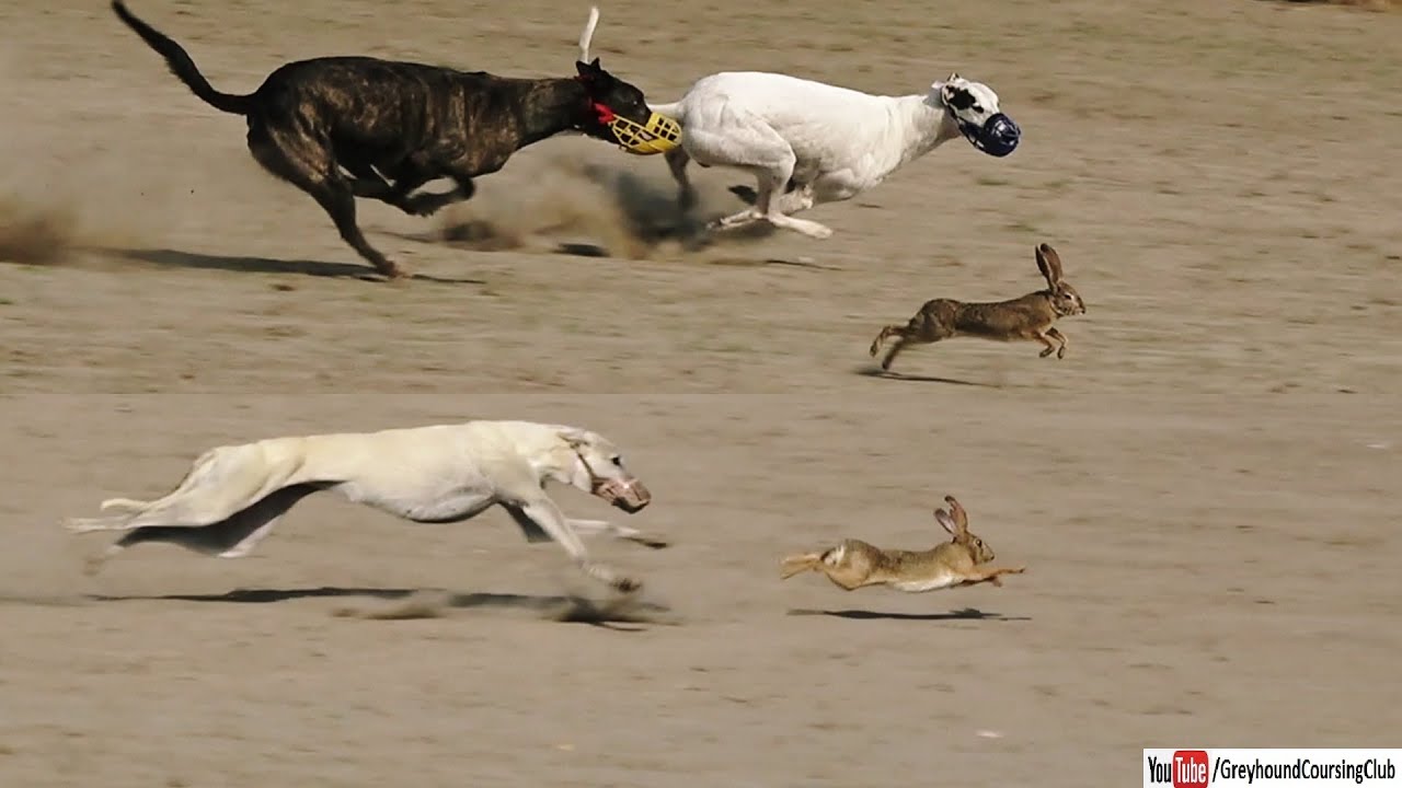 Hare Coursing Race 2022