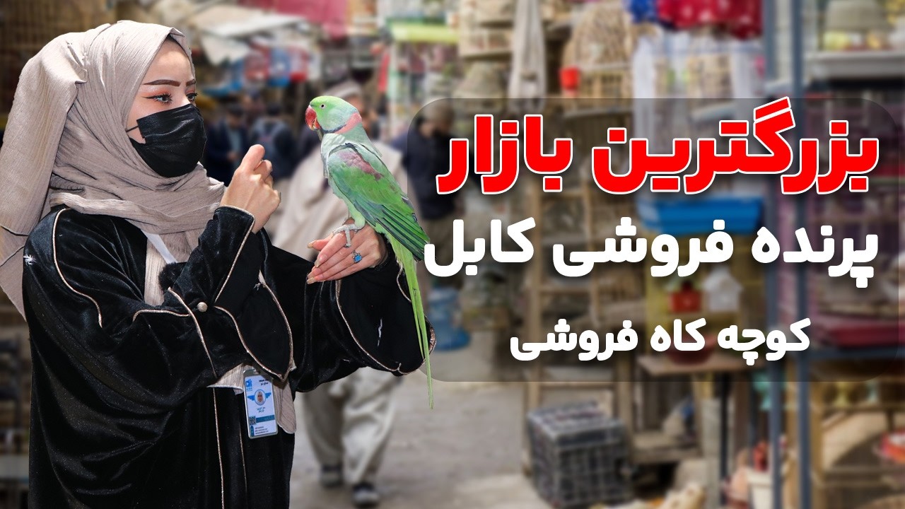 بزرگترین بازار پرنده‌فروشی در کوچه کاه‌فروشی کابل 🐦🔥