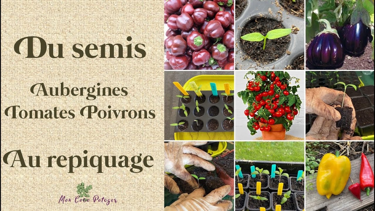 Semis et repiquage d'aubergine, poivrons et tomates