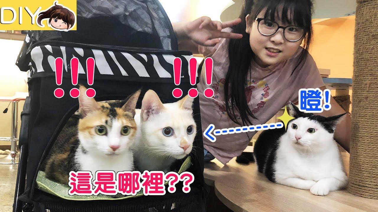 【貓日常】貓咪回娘家會是什麼反應呢?豪華寵物推車開箱[NyoNyoTV妞妞TV玩具]