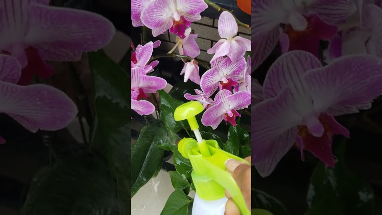 #ofwhklife #labanofw #singlemomlife #goodvibes #muchlove #flowers